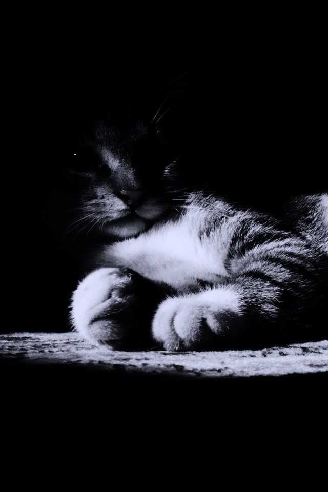 Котик в тени обои