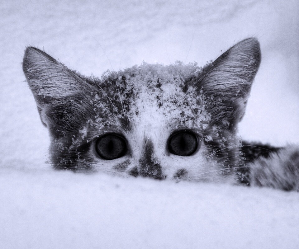 Рыжий котёнок в снегу обои
