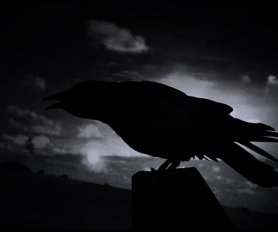 Чёрный ворон обои