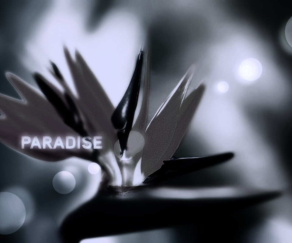 Paradise обои