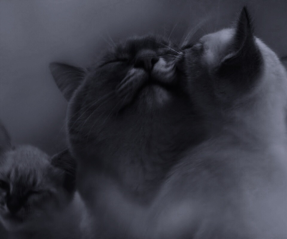 Котята с мамой обои