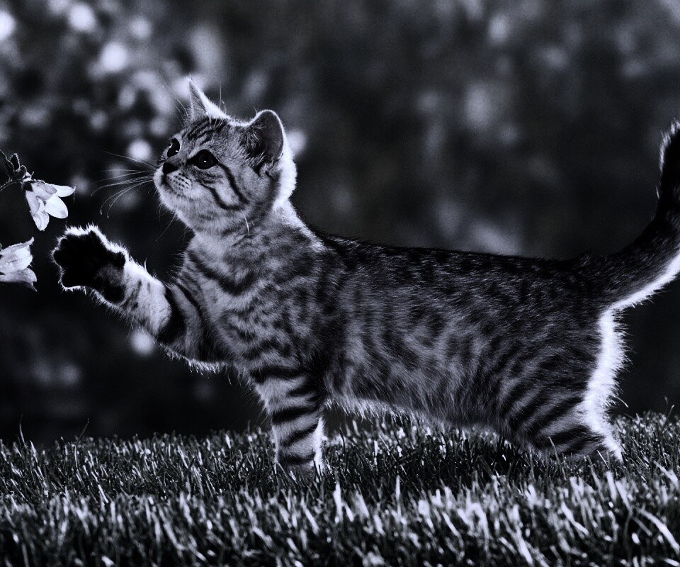 Котенок играет с цветами обои