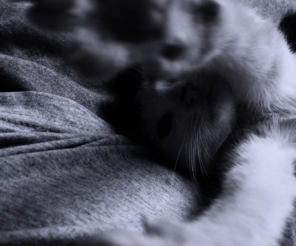 Кот фоткает сам себя обои