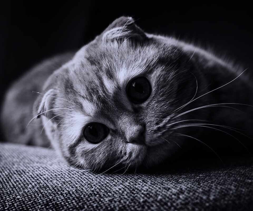 Скоттиш фолд рыжий обои