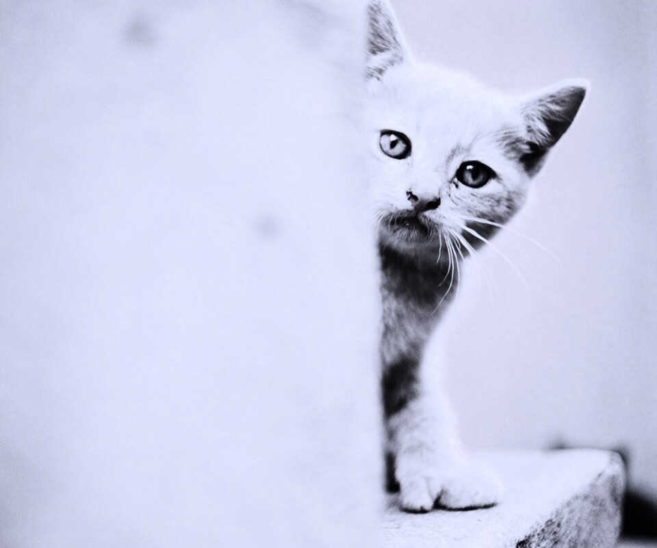Котик из-за угла обои