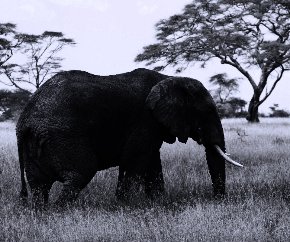 Elephant обои
