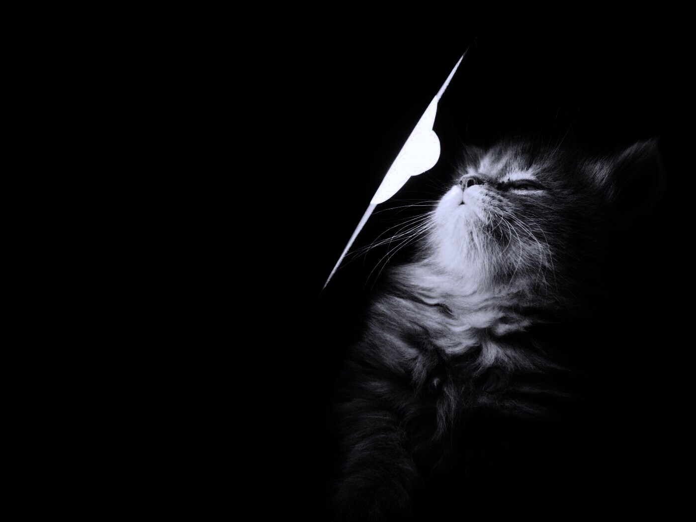 Котя на свету обои