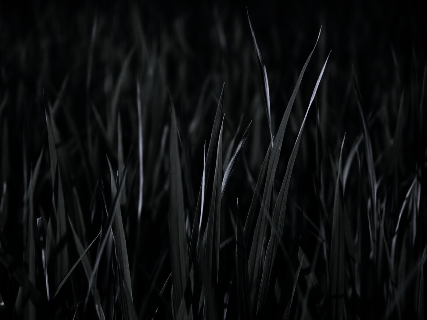 Травинки на черном фоне