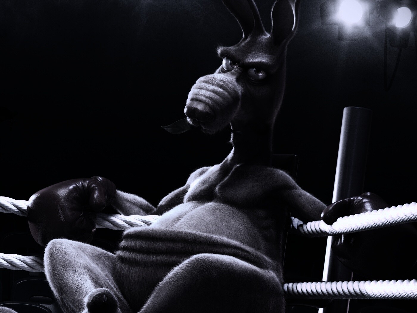 Кенгуру-боксер на ринге обои