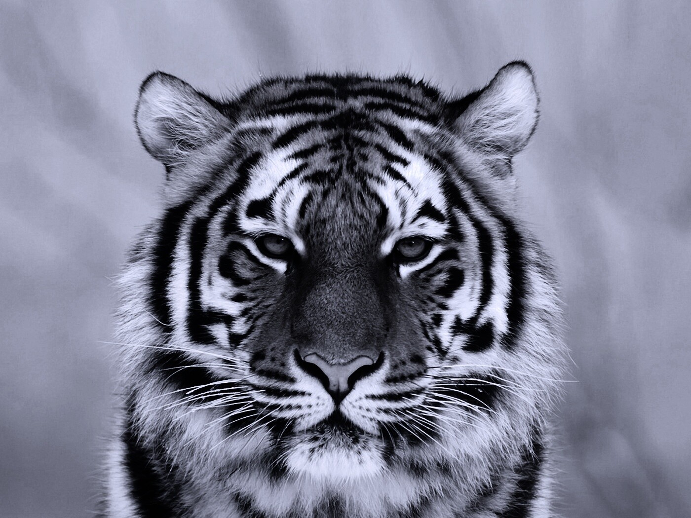 Тигр красавчик