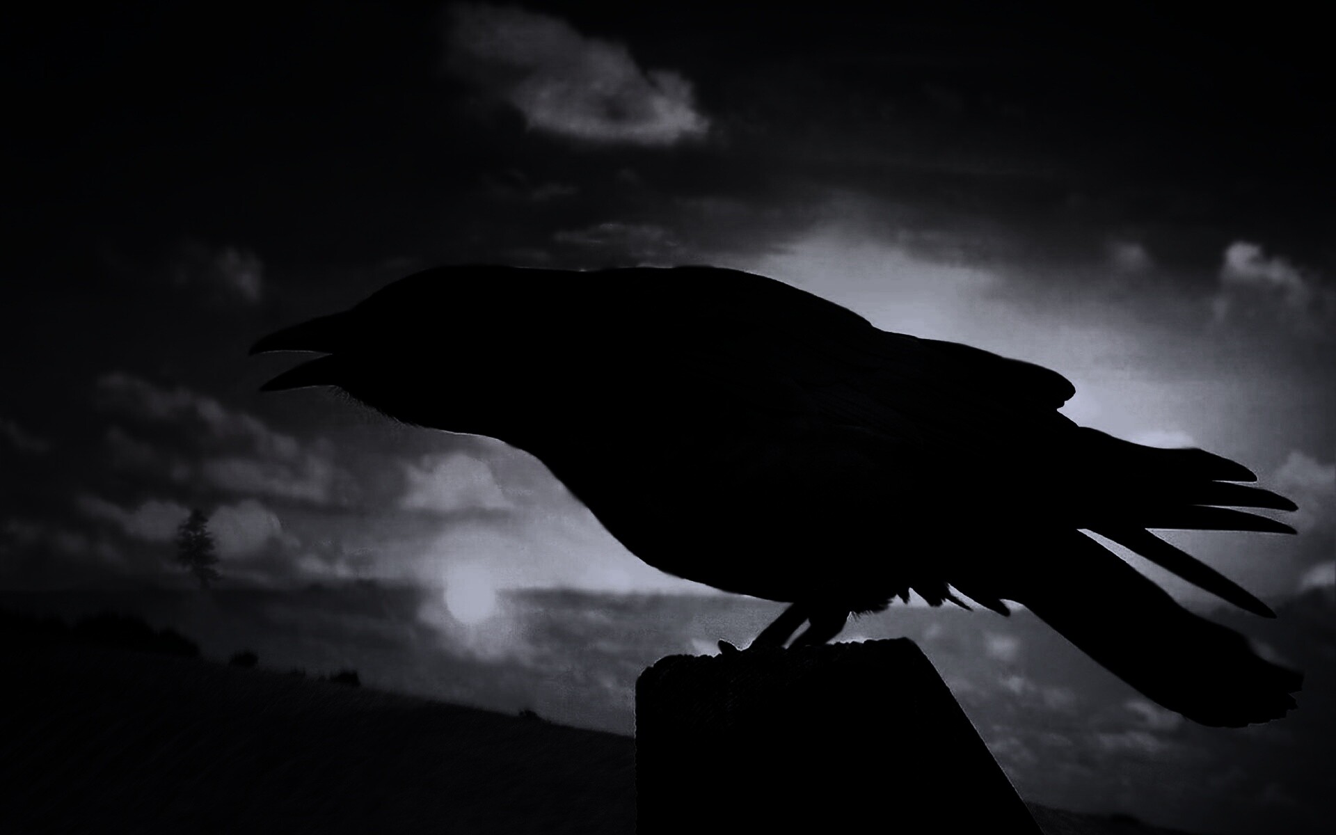 Чёрный ворон обои