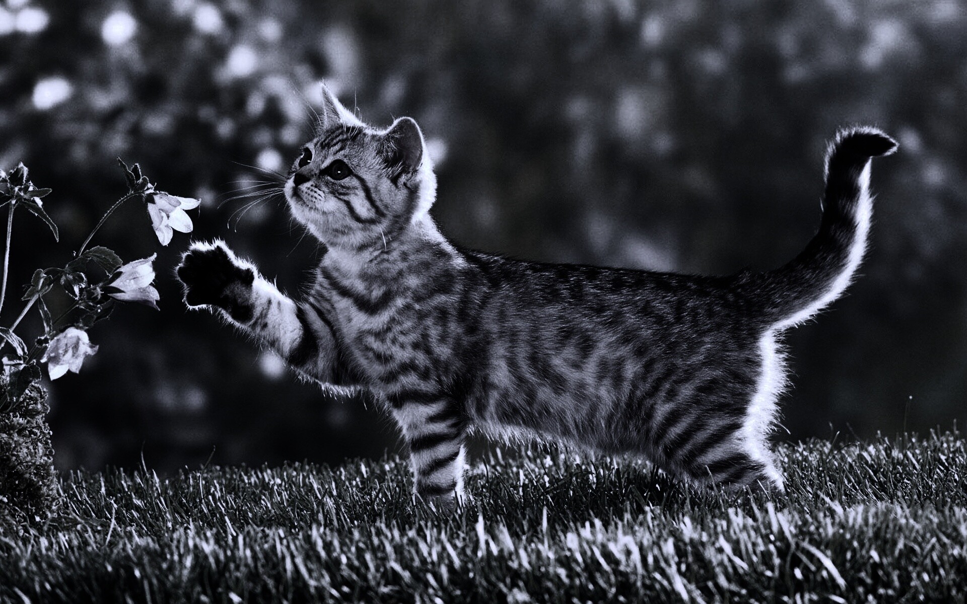 Котенок играет с цветами обои