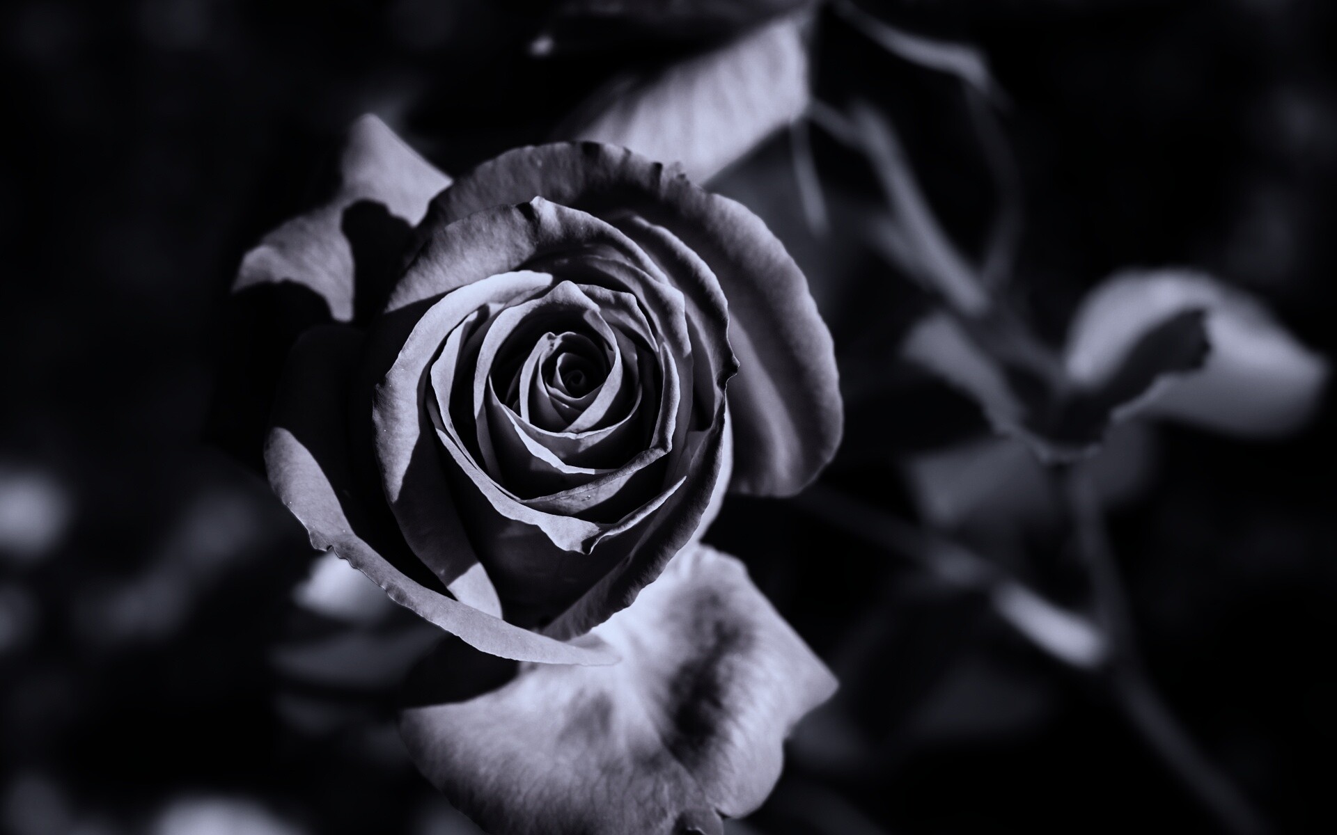 Роза на чёрном фоне в высоком качестве