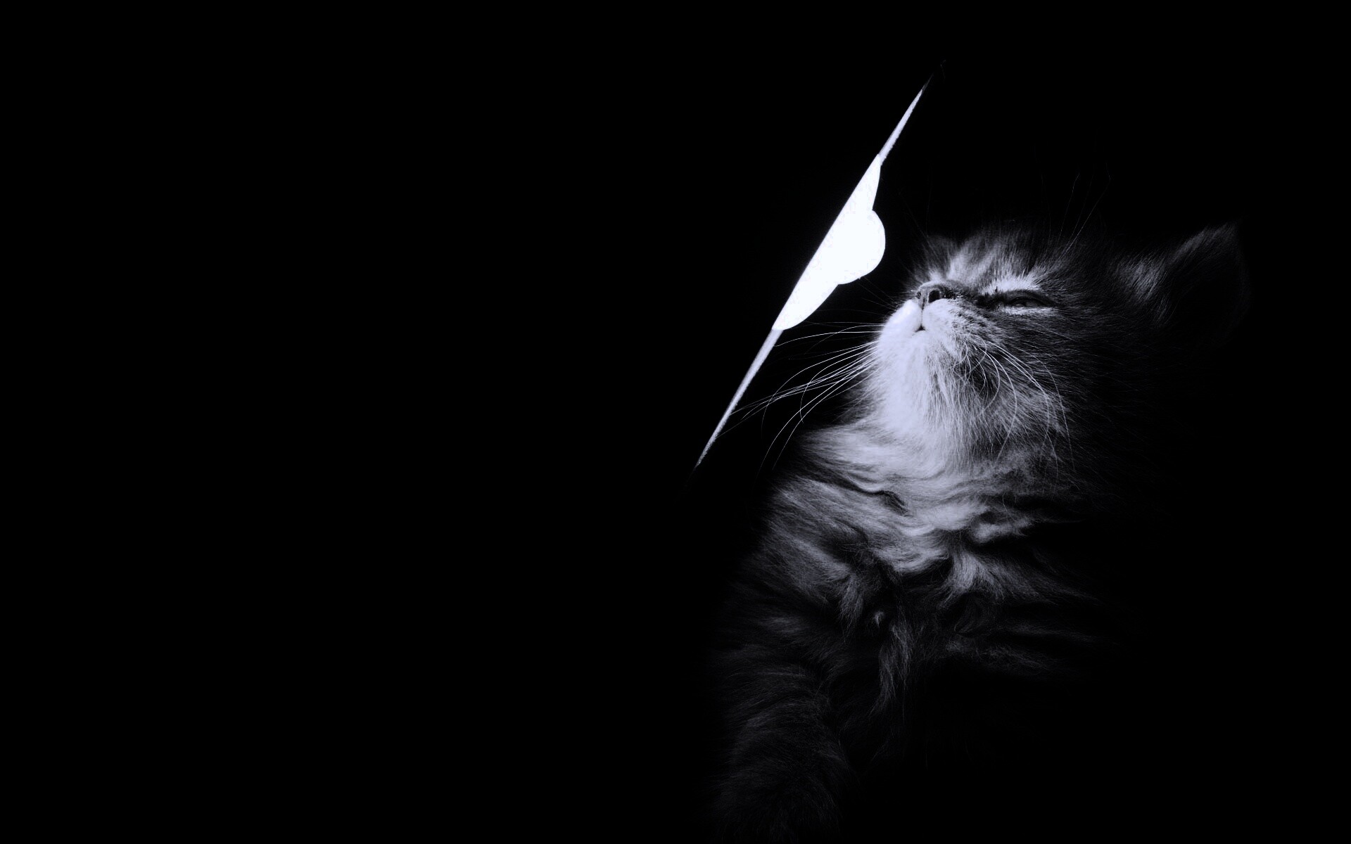 Котя на свету обои