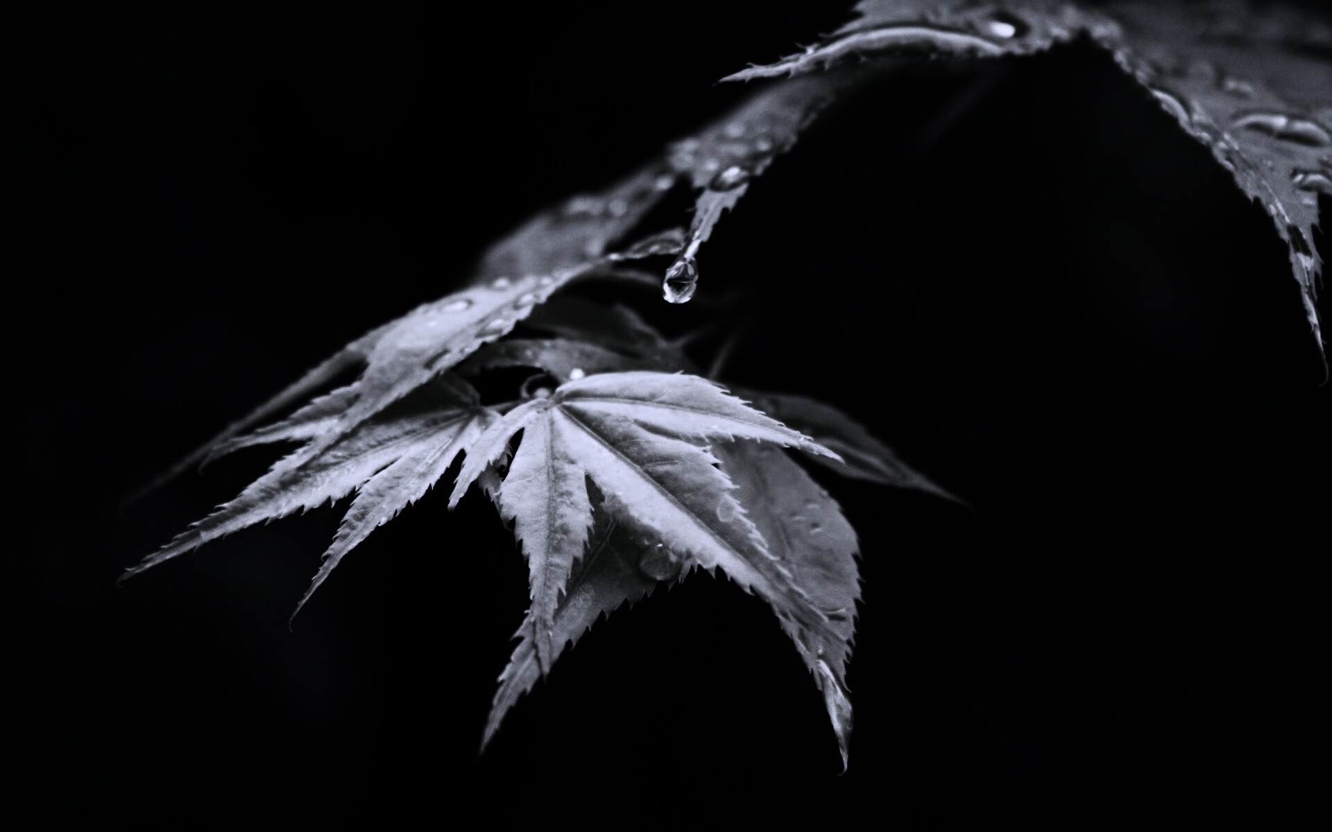 Капля на листе обои