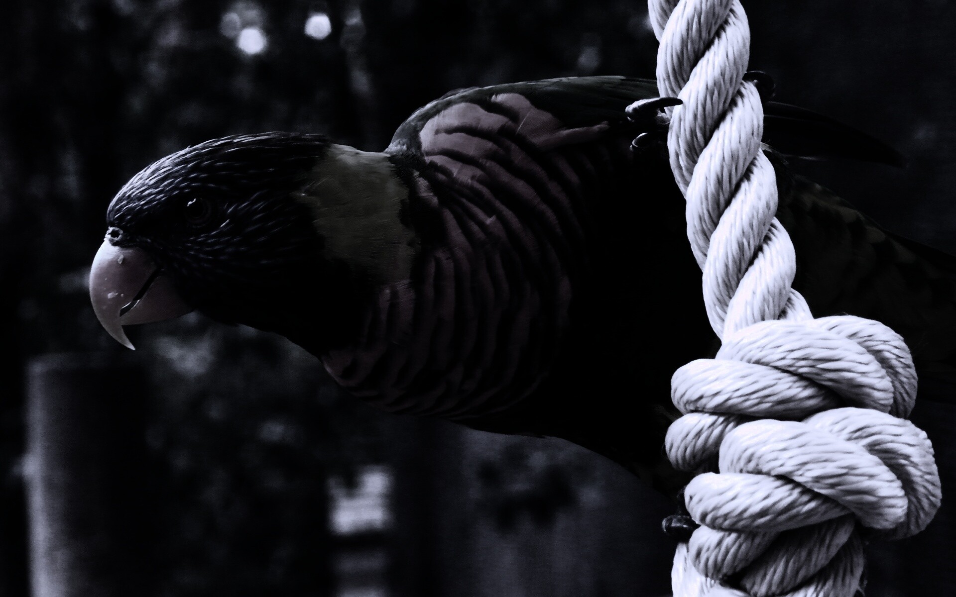 Попугай на канате обои