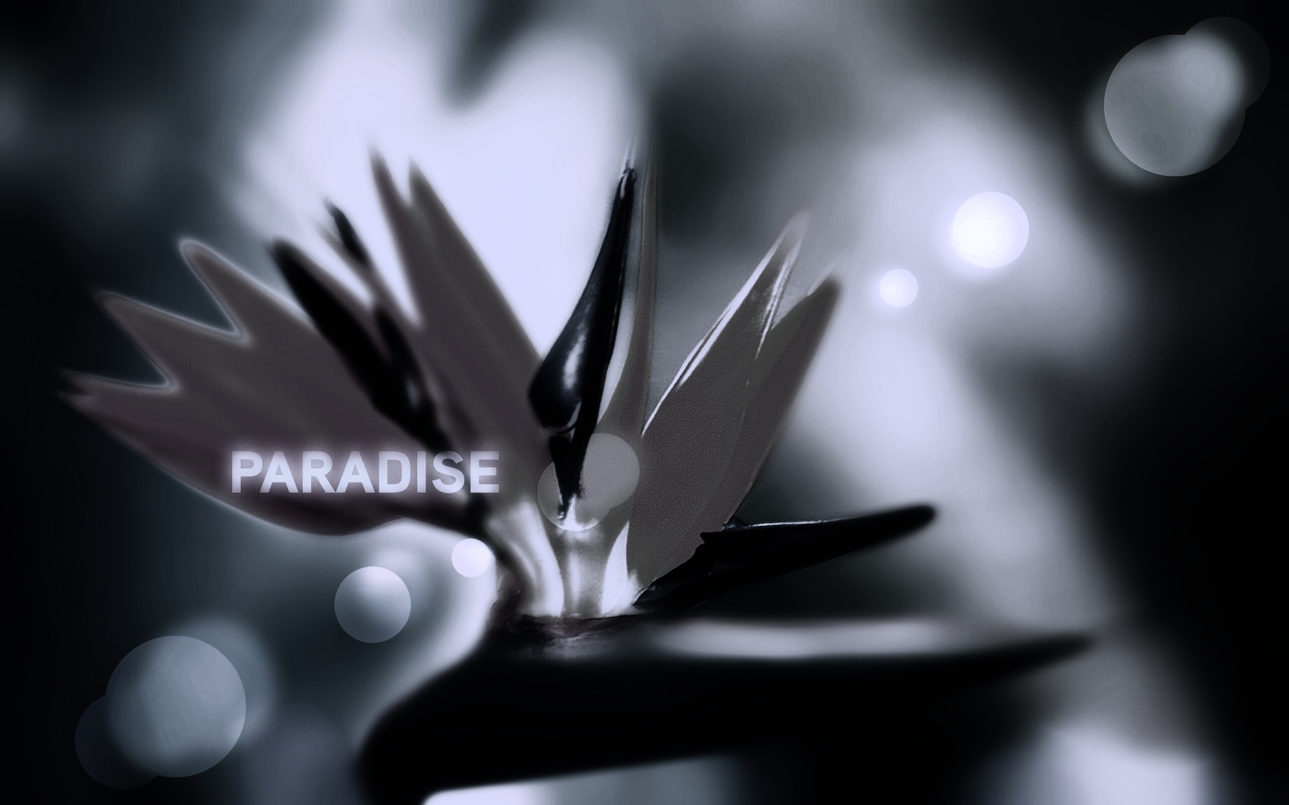 Paradise обои