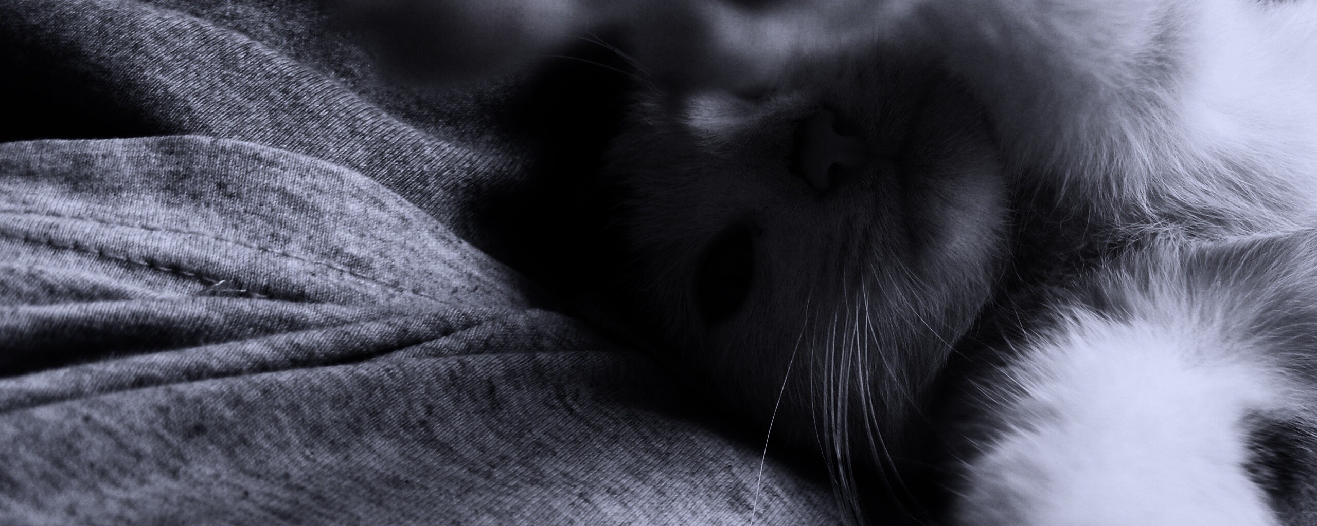 Кот фоткает сам себя обои