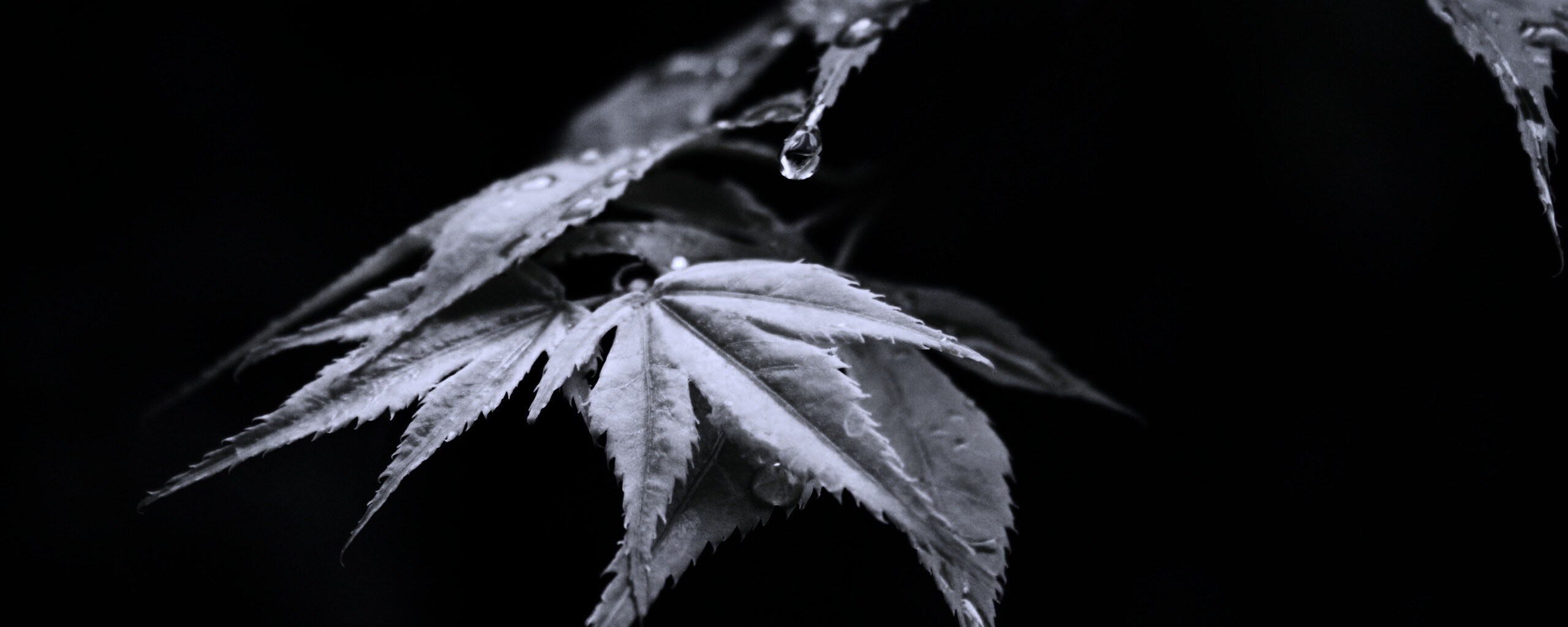 Капля на листе обои