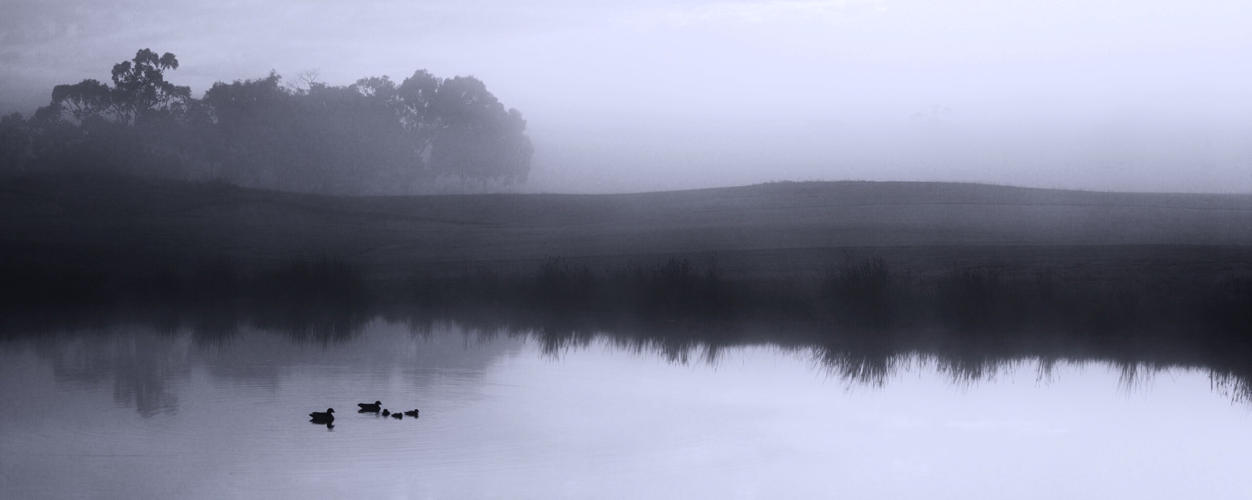 Ducks on a Misty Pond обои