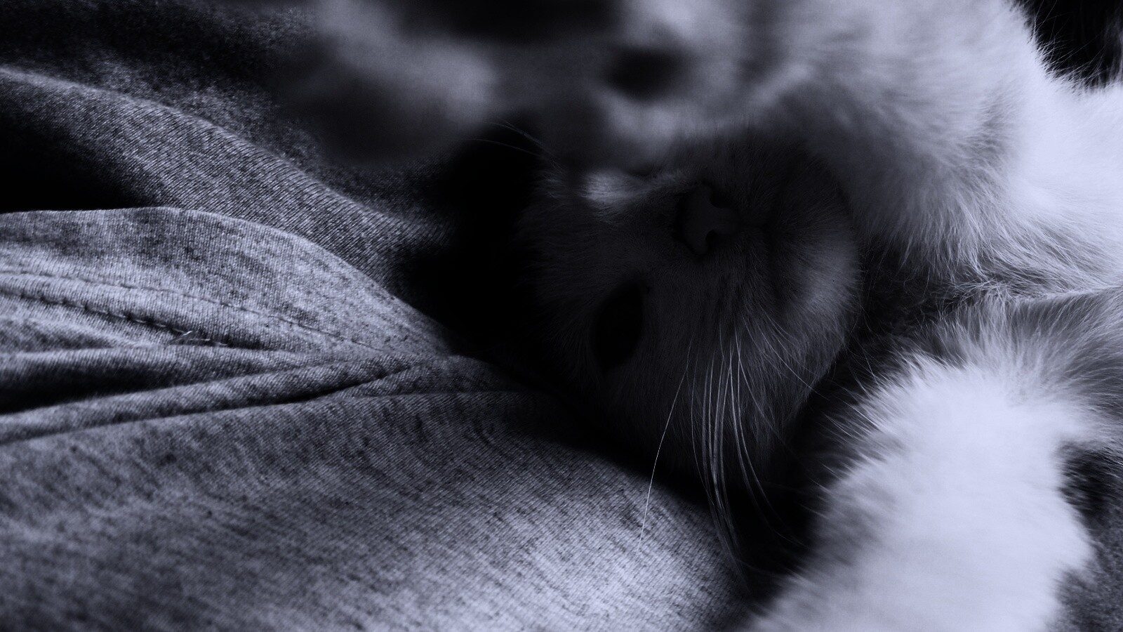 Кот фоткает сам себя обои