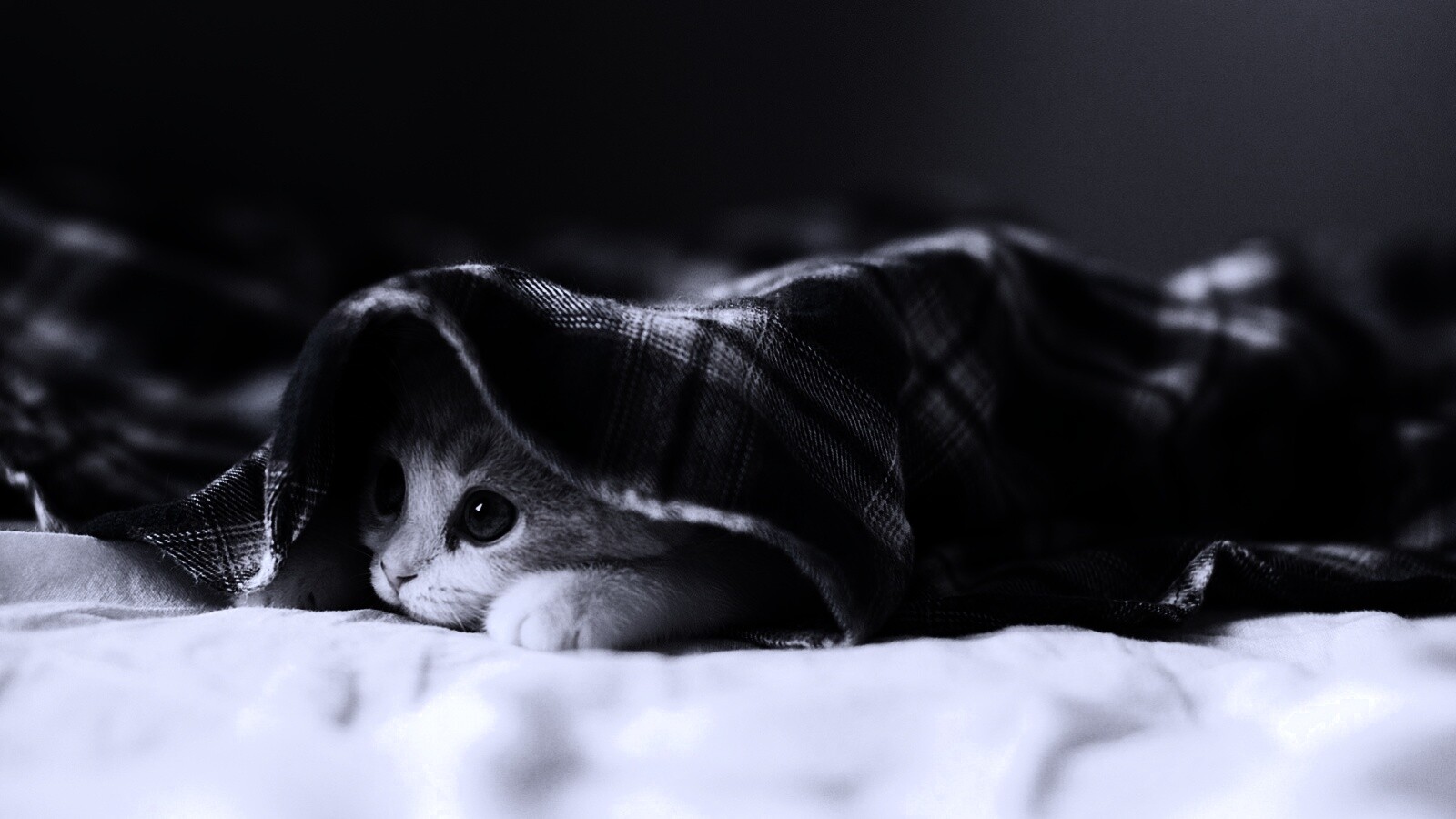 Котенок под одеялом обои