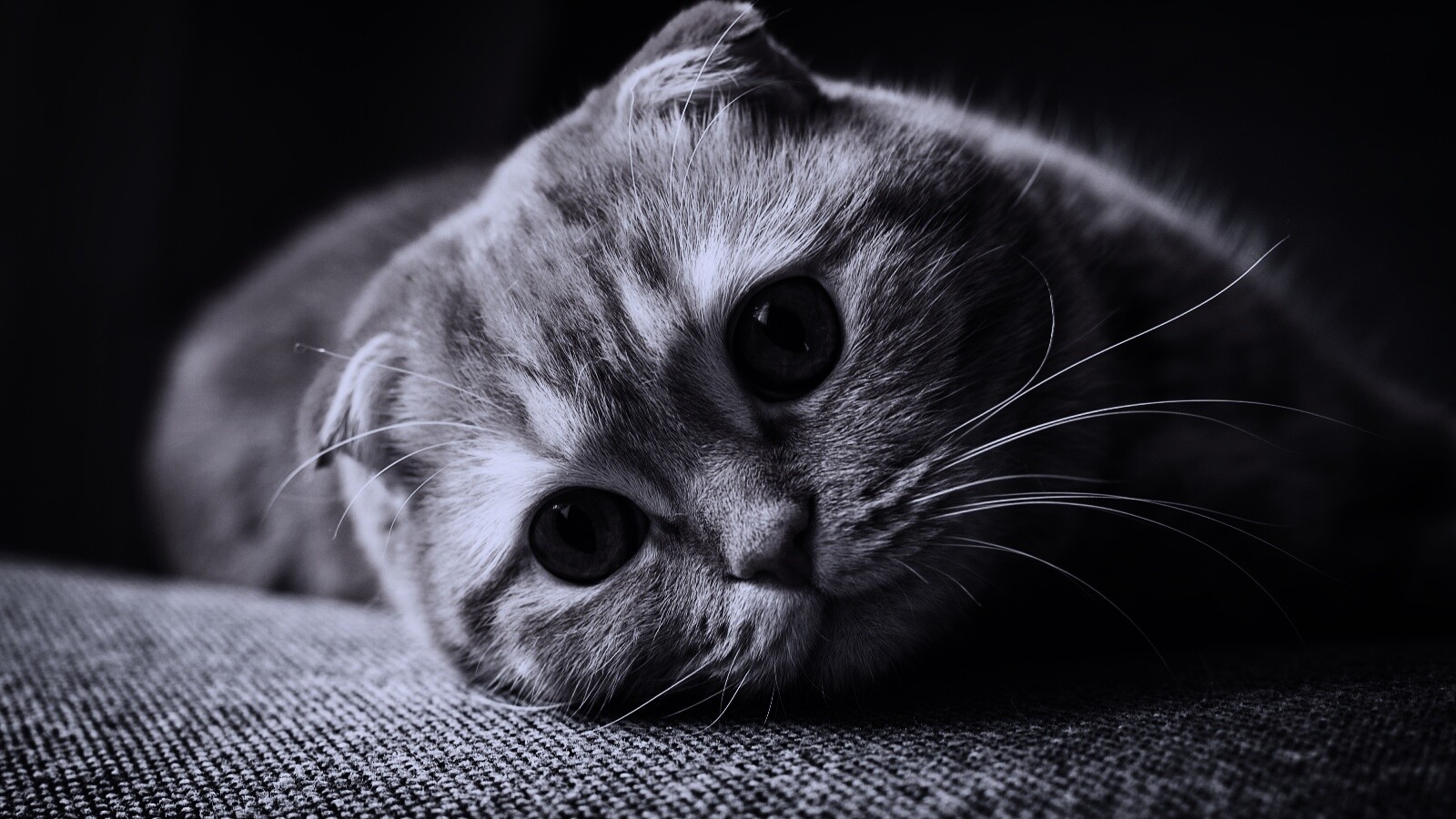 Скоттиш фолд рыжий обои