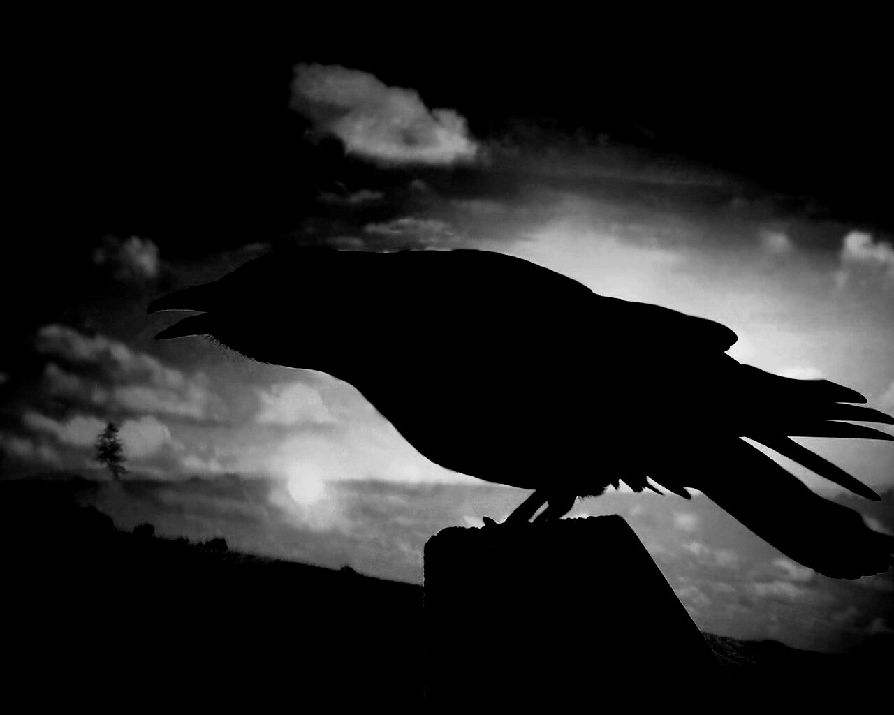 Чёрный ворон обои