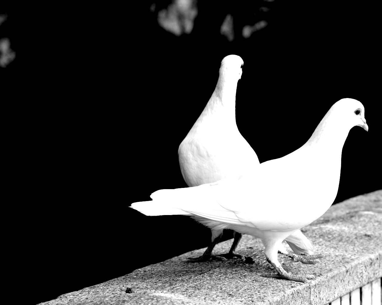 Два белых голубя обои