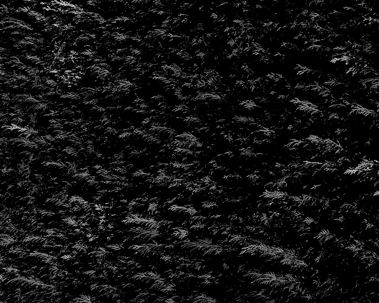 Густые хвойные заросли обои