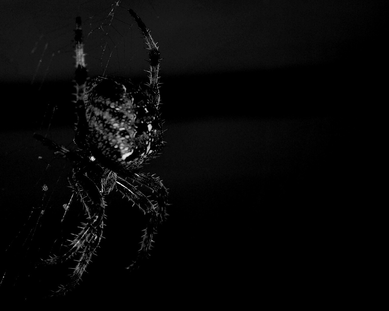 Черный паук на черном фоне