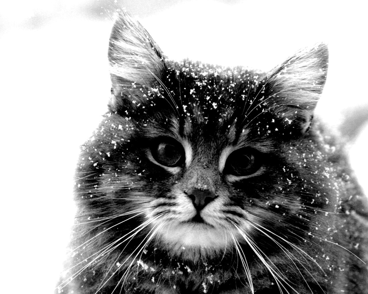 Кот в снегу обои