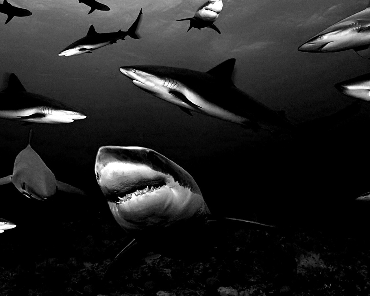 Стая акул обои