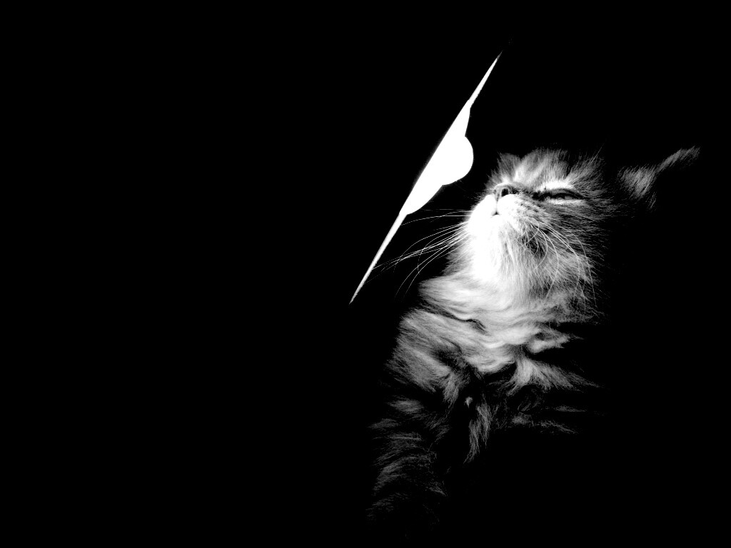 Котя на свету обои