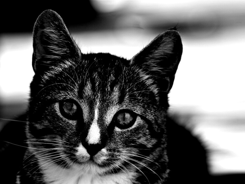 Кот обои