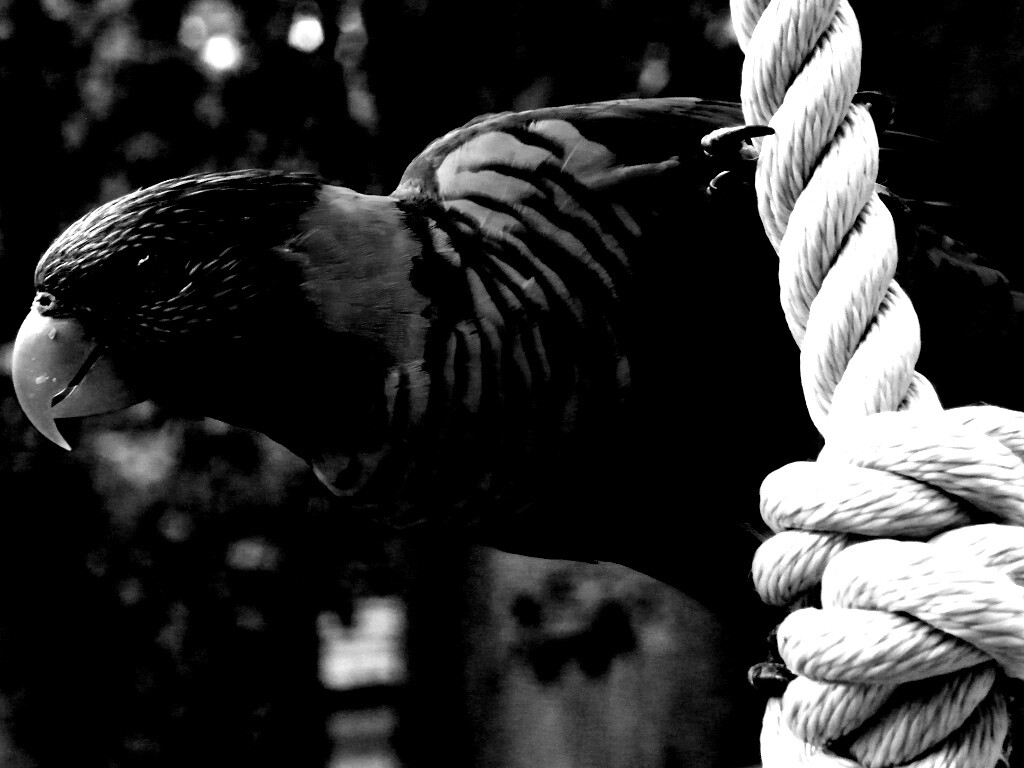 Попугай на канате обои