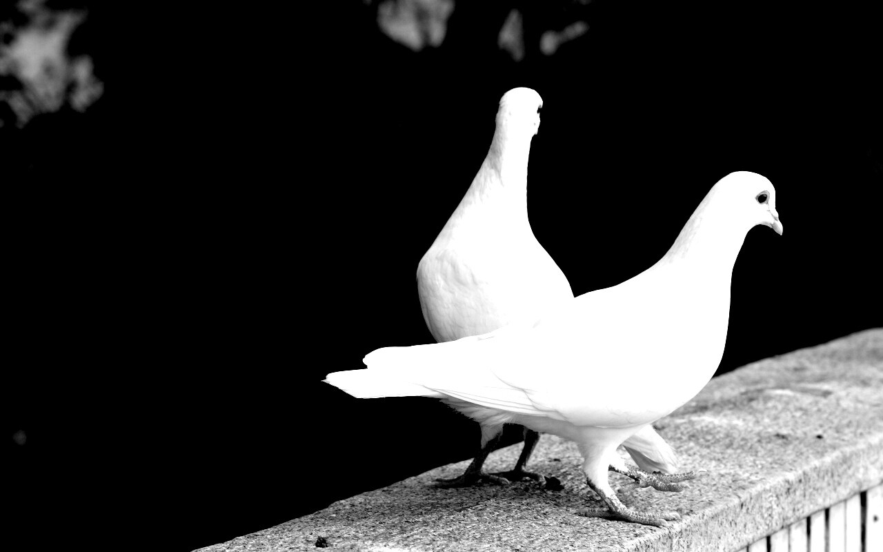 Два белых голубя обои