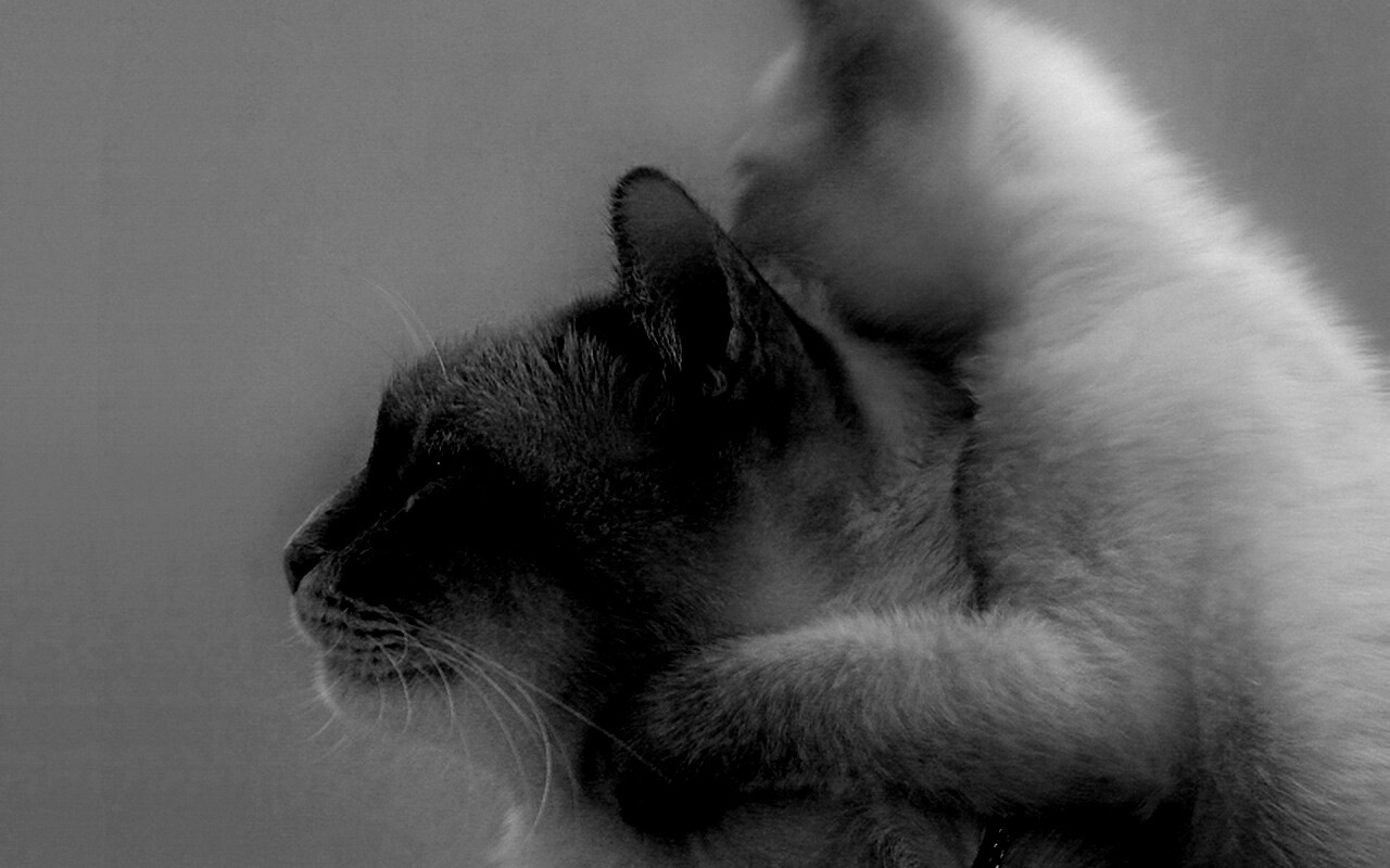 Котёнок обнимает маму обои