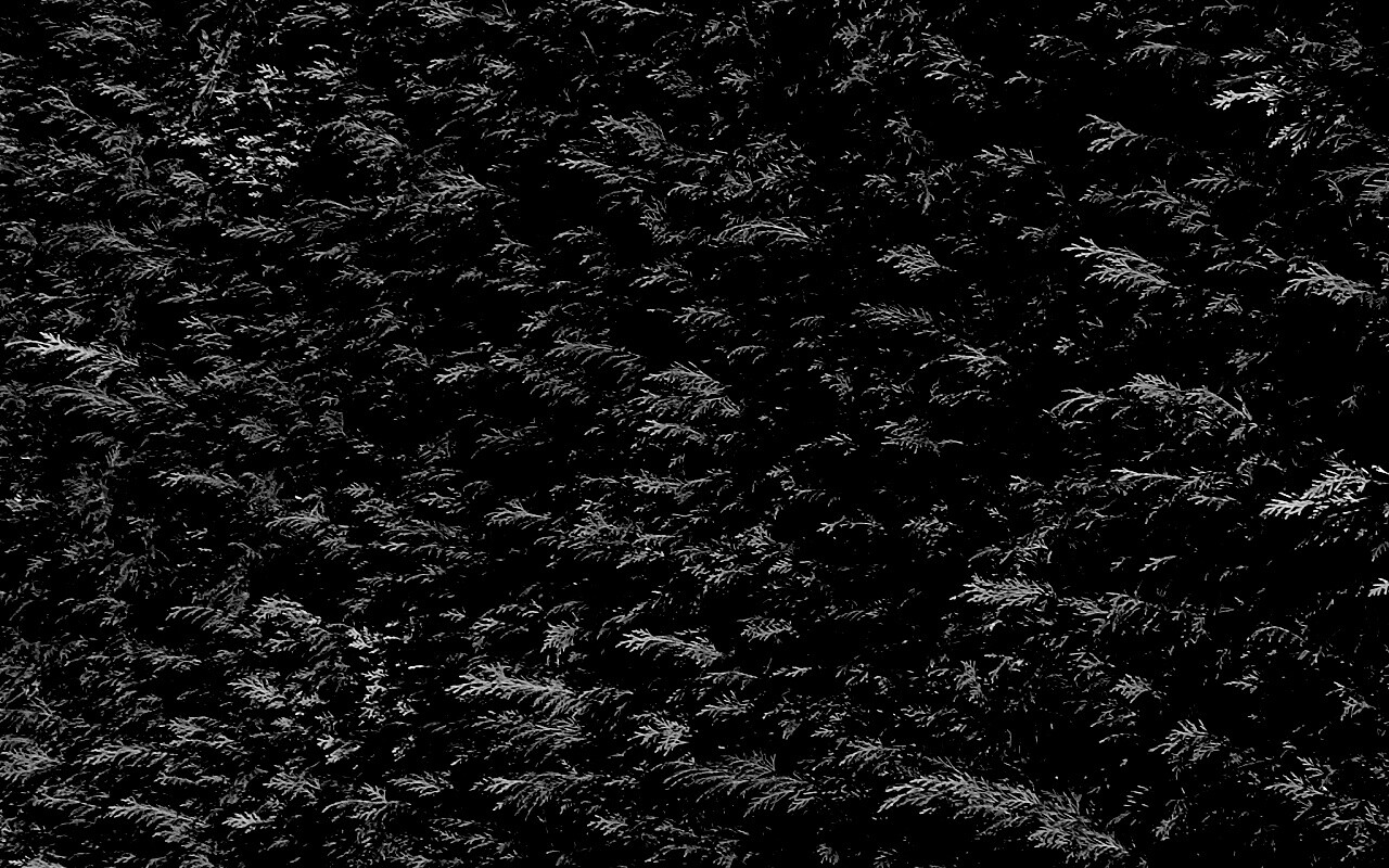 Густые хвойные заросли обои