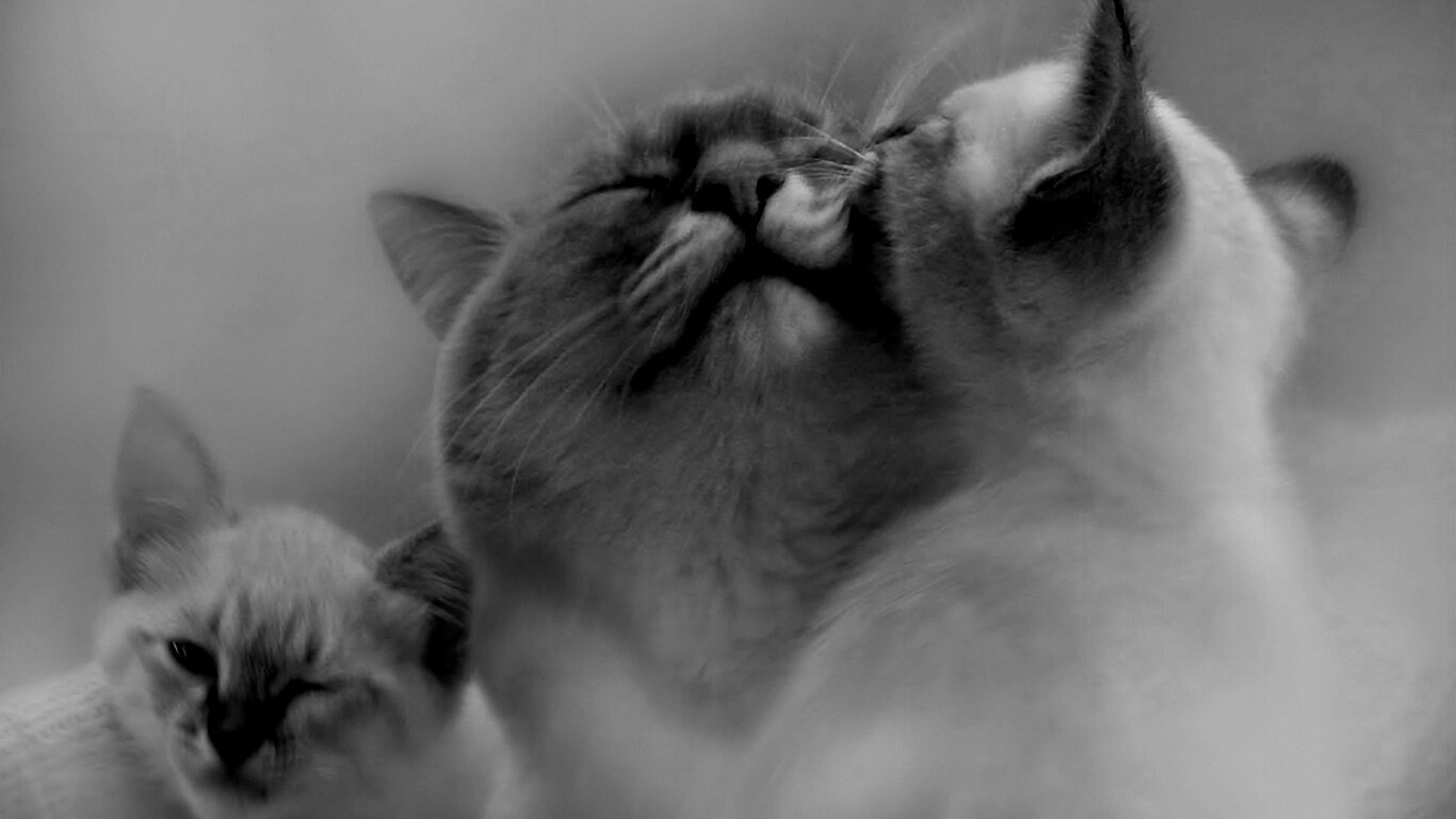 Котята с мамой обои