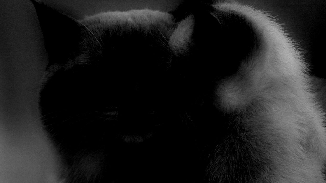 Кошка с котенком обои