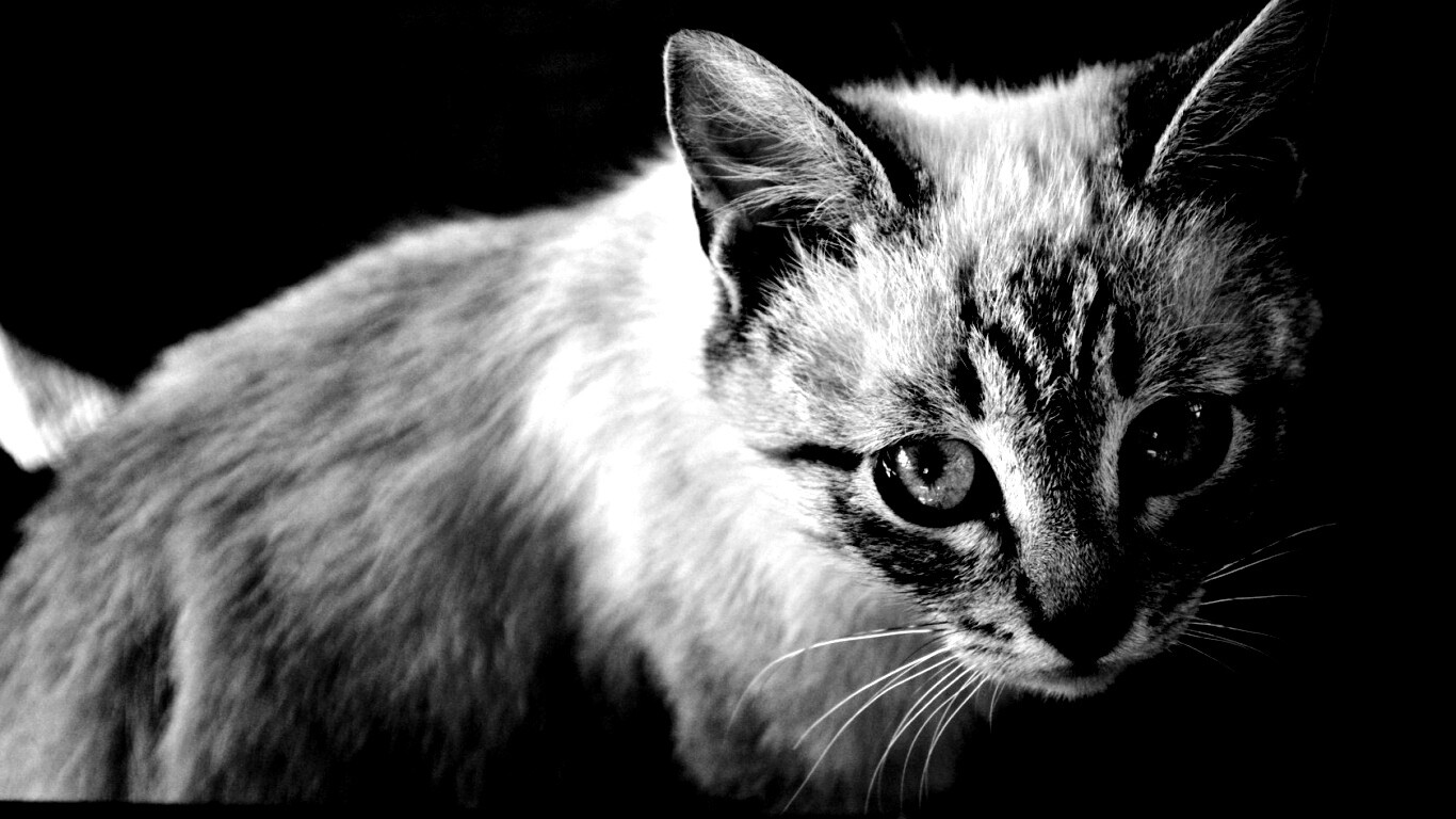 Котенок с синими глазами обои