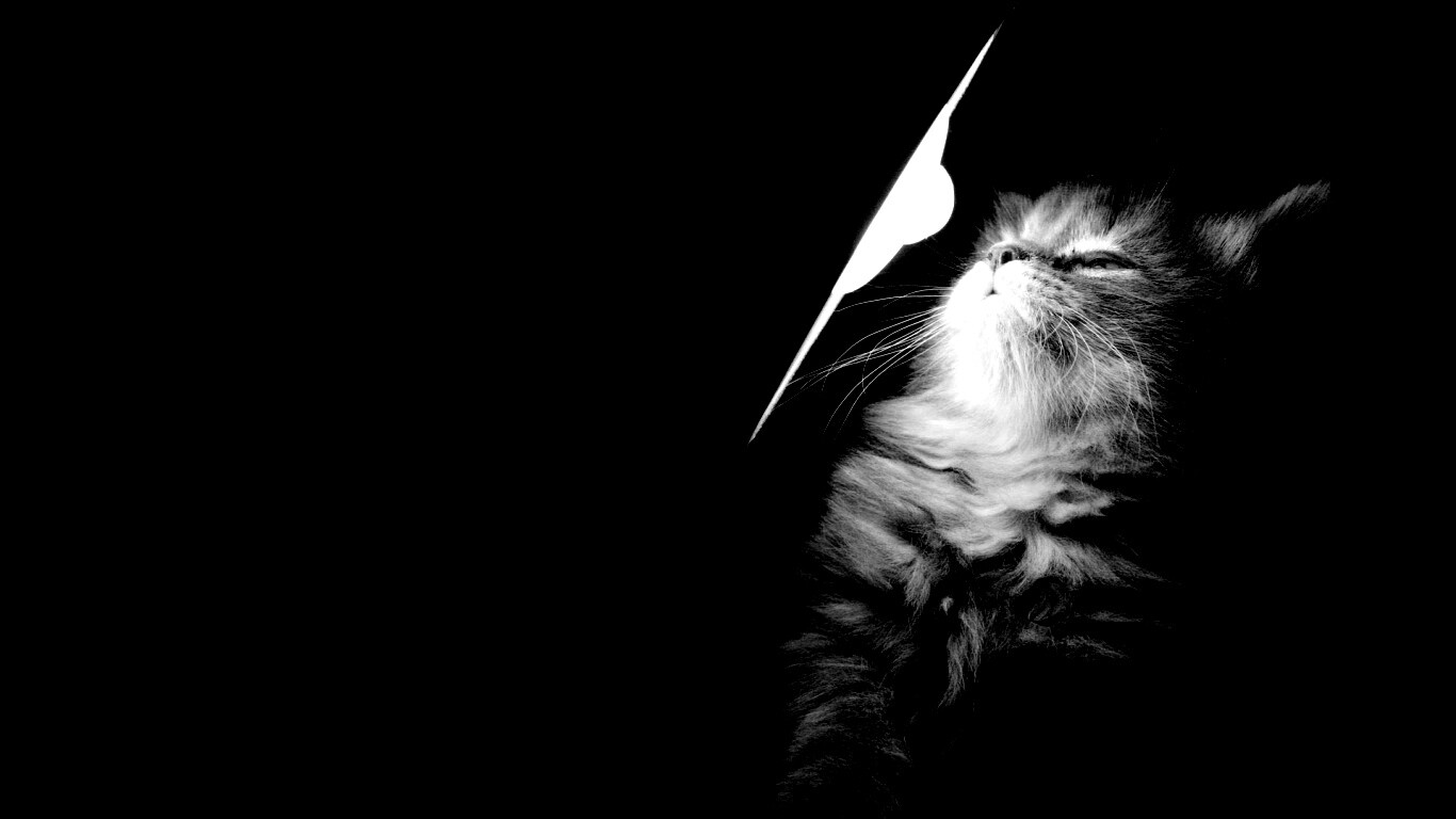 Котя на свету обои