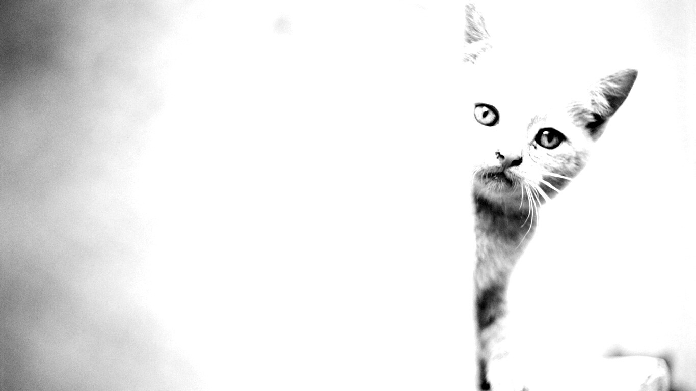 Котик из-за угла обои