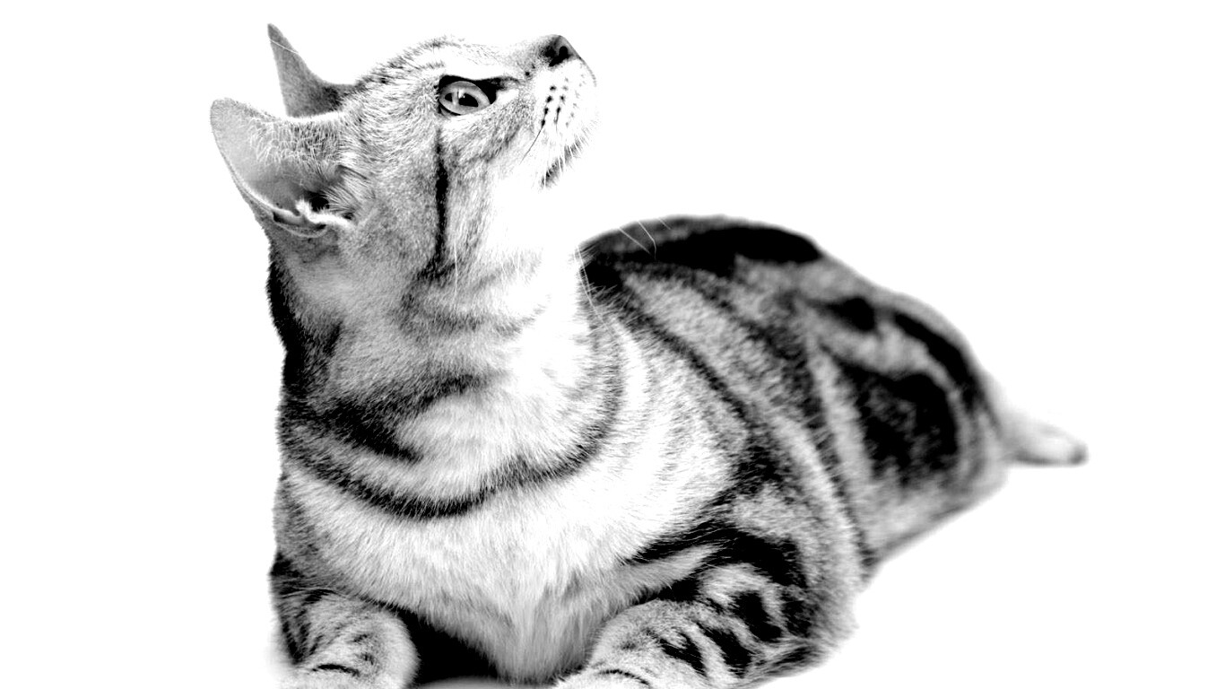 Котэ смотрит наверх обои