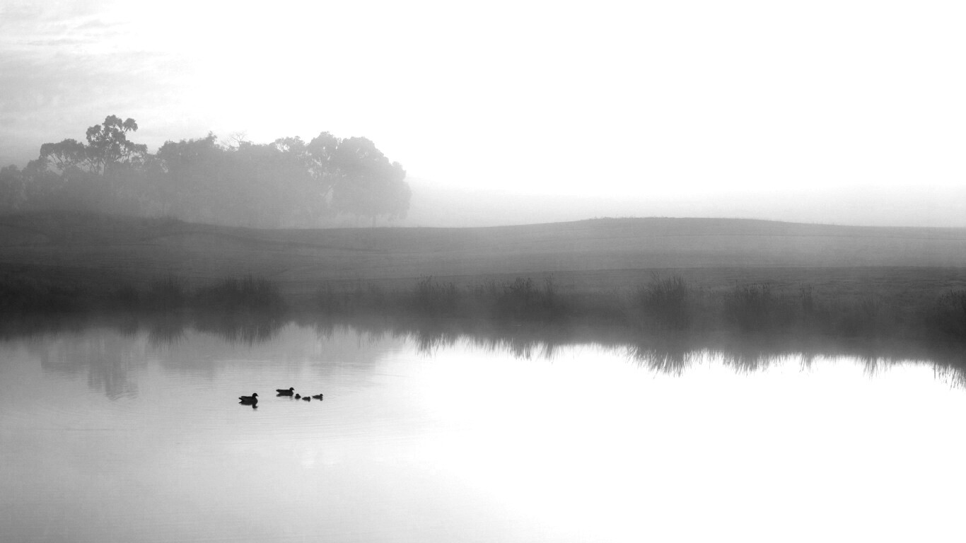 Ducks on a Misty Pond обои