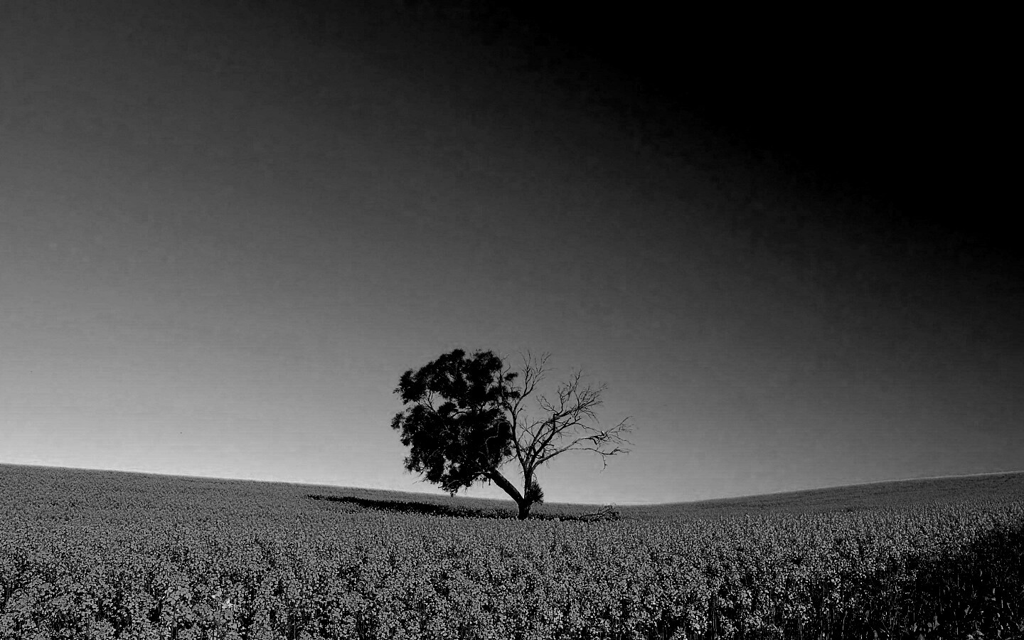 Одинокое дерево посреди поля
