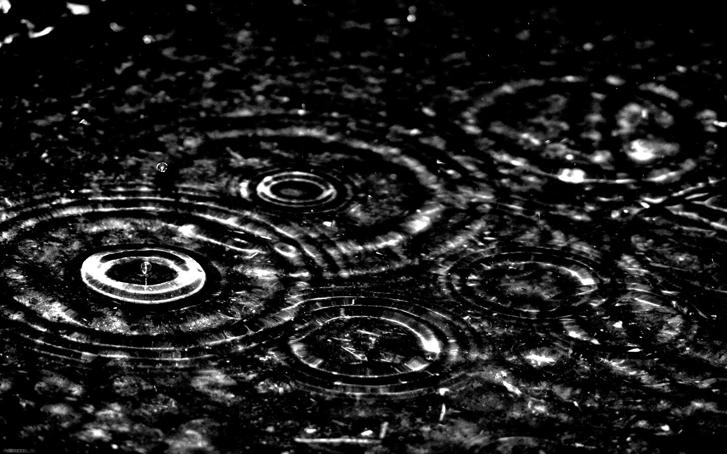 Круги на воде обои