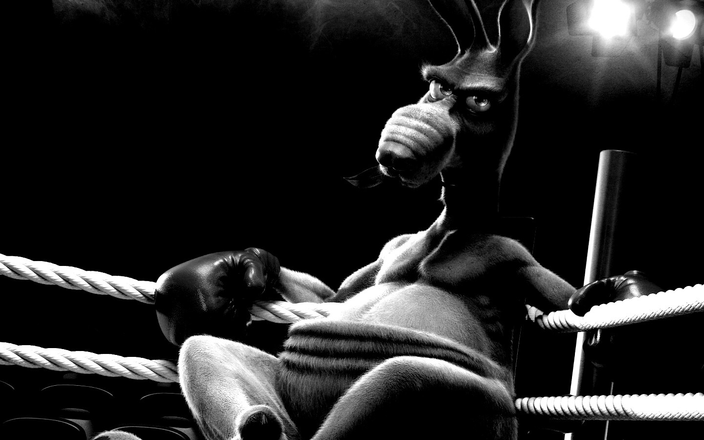 Кенгуру-боксер на ринге обои