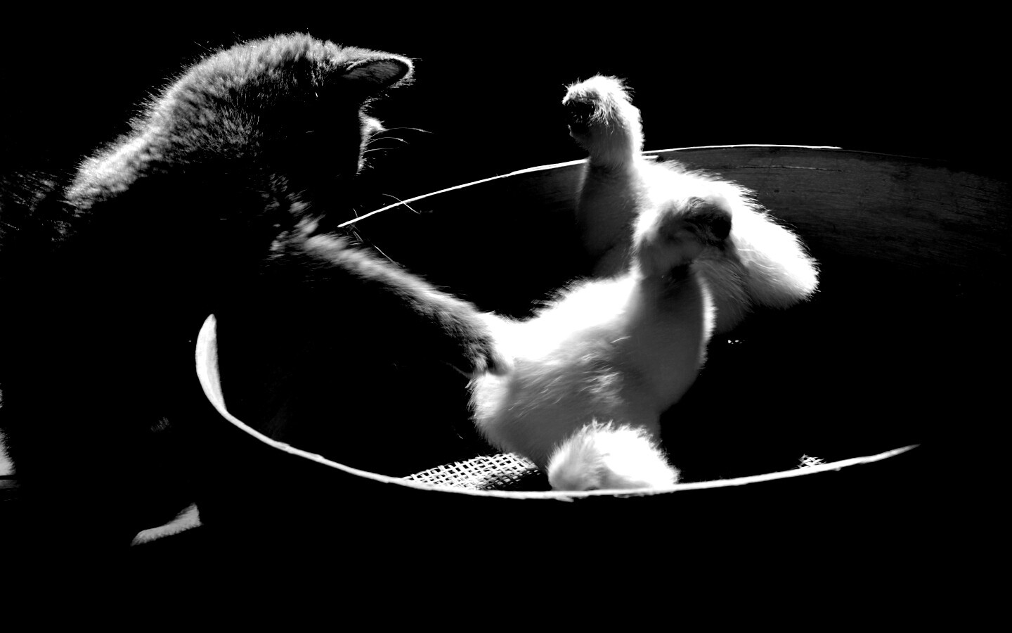 Котенок играет с утятами обои